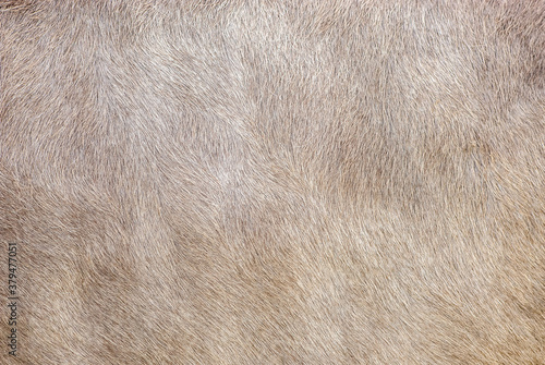 Braun shiny furry alpine cow skin texture