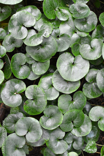 Asarum europaeum grows in the forest