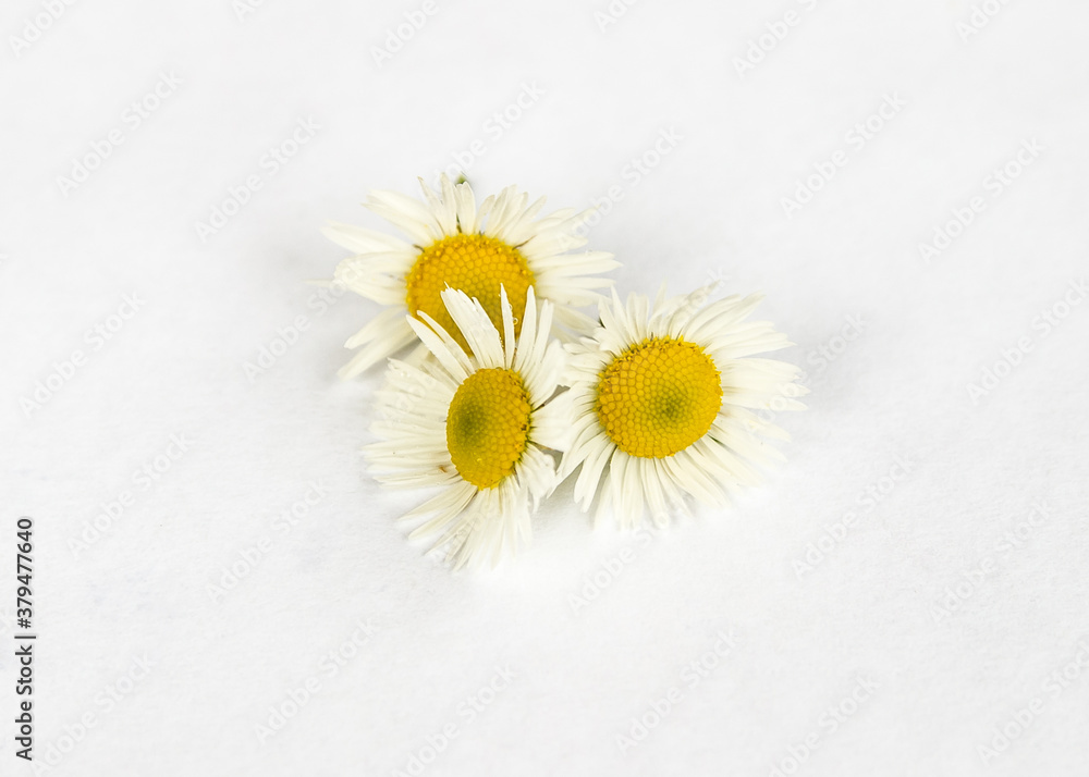 Fototapeta premium Chamomile or camomile flowers isolated on white background.