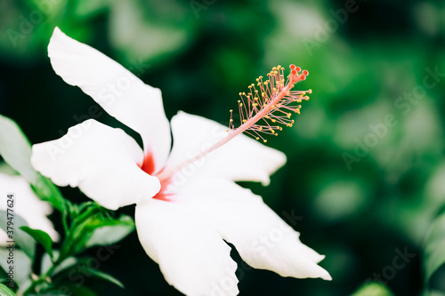 White hibiscus flower photo