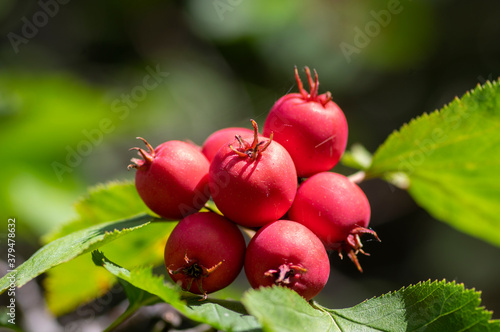 Crataegus coccinea healthy and ornamental red fruits, beautiful tree branches with green leaves