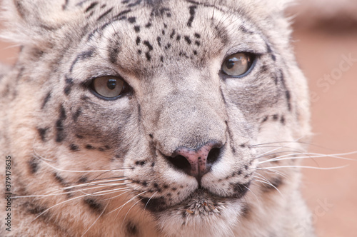 Snow leopard(s);  Albuquerque BioPark/Rio Grande Zoo; Albuquerque, New Mexico photo