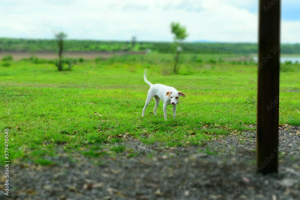 Fototapeta premium jack russell terrier running in the field