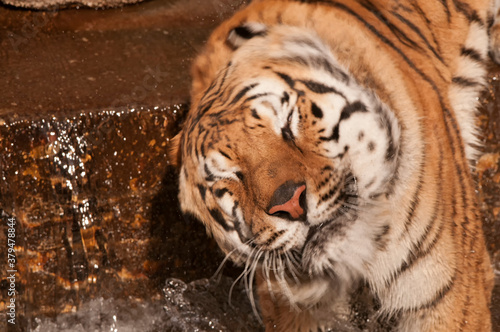 Tiger at Albuquerque BioPark/Rio Grande Zoo;  Albuquerque, New Mexico
 photo