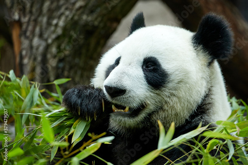 Close-up portrait of a giant panda. Bamboo bear giant panda eating bamboo