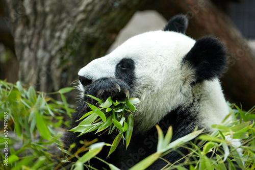 Close-up portrait of a giant panda. Bamboo bear giant panda eating bamboo