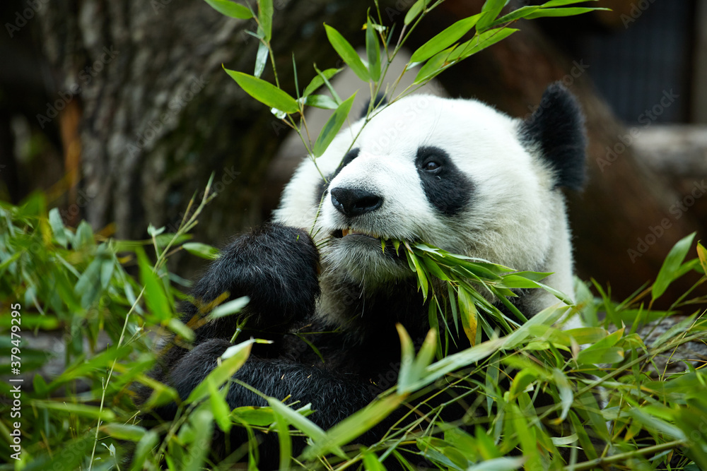 Fototapeta premium Close-up portrait of a giant panda. Bamboo bear giant panda eating bamboo