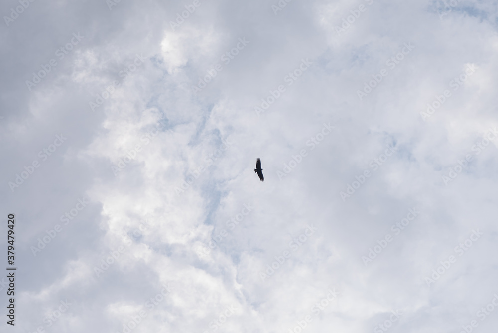 Amazing beautiful sky with clouds - With bird