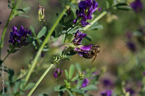 Little striped honey bee pollinating vibrant beautiful lucerne flower. Flowers behind. Green stems and leaves. Meadow plants