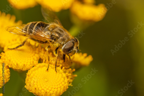 yellow fly on yellow flower