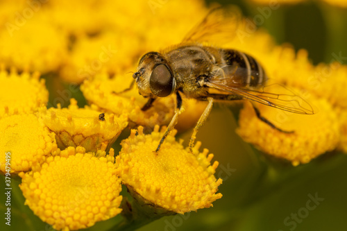 yellow fly on yellow flower