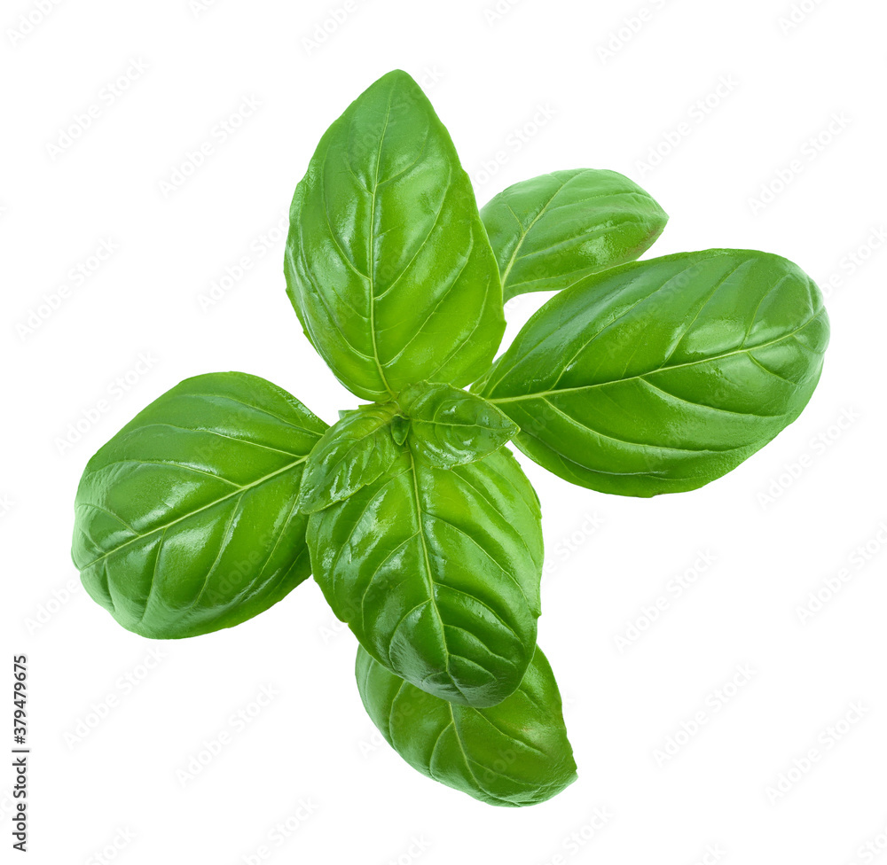 Fototapeta premium Fresh basil leaf isolated on white background with clipping path and full depth of field. Top view. Flat lay