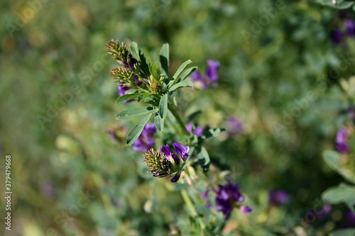 Violet vivid Medicago sativa flowers with green inflorescences and leaves on the stem in the Ukrainian meadow. Blurred backdrop