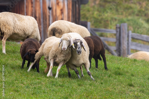 two sheeps rub and fight