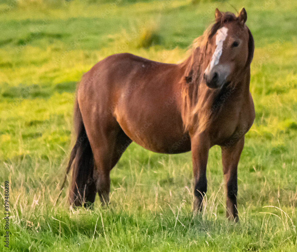 horse in the meadow horse in the meadow