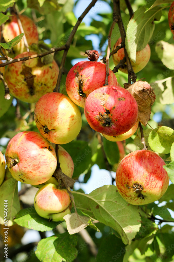 branch with red ripe apples on apple tree close up in sunny day branch with red ripe apples on apple tree close up in sunny day