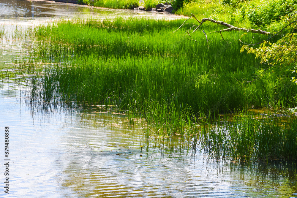 Obraz premium grassy water