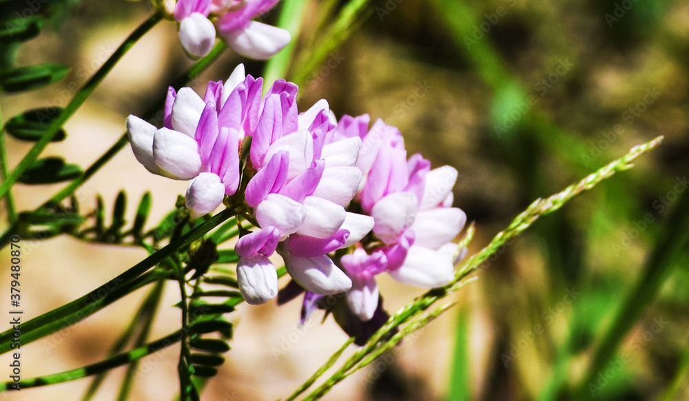 Obraz premium purple flowers