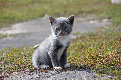 The gray cute kitten cat sits on a green grass. 2 month domestic cat.