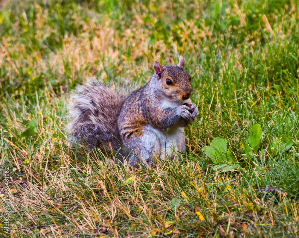 Fototapeta premium squirrel in grass