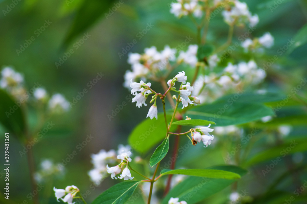 Fototapeta premium white flower