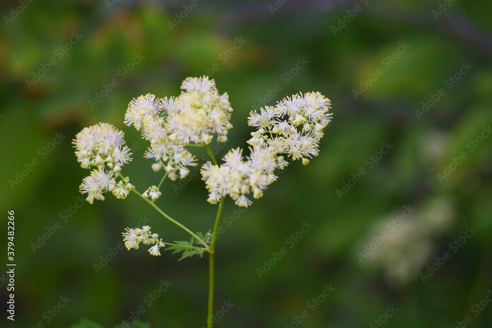 white flowers