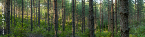 Fototapeta Naklejka Na Ścianę i Meble -  Panoramic photo of a forest with sunlight coming in from the left
