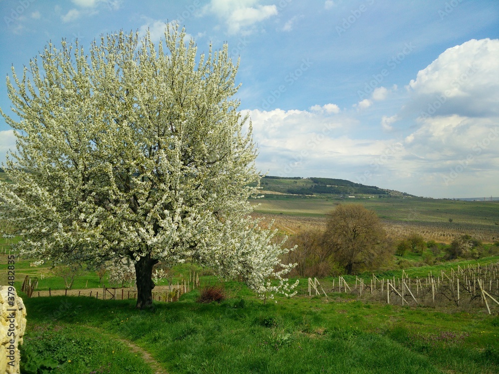 Obraz premium tree in the field