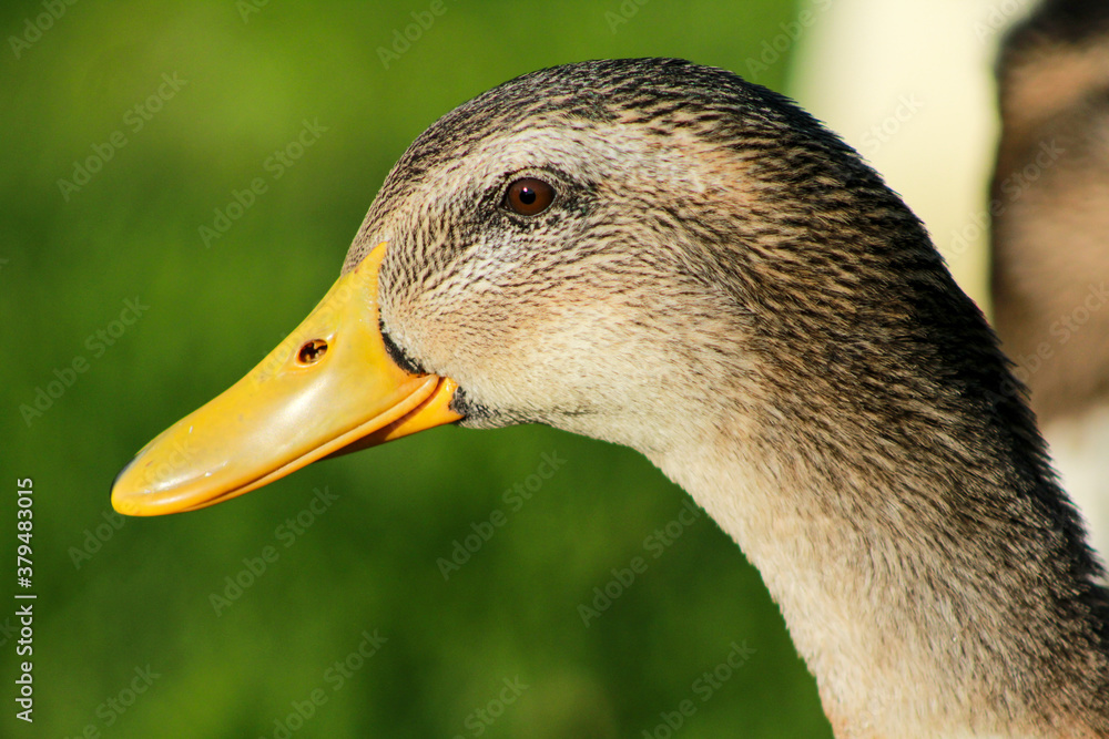 pato, ave, anas platyrhynchos, animal, pico, naturaleza, administrar, ganso, café, fauna, emplumar, acuático, inhospitalario, ocular, emplumar, retrato, verde, ave de corral, close-up, césped, ave acu pato, ave, anas platyrhynchos, animal, pico, naturaleza, administrar, ganso, café, fauna, emplumar, acuático, inhospitalario, ocular, emplumar, retrato, verde, ave de corral, close-up, césped, ave acu