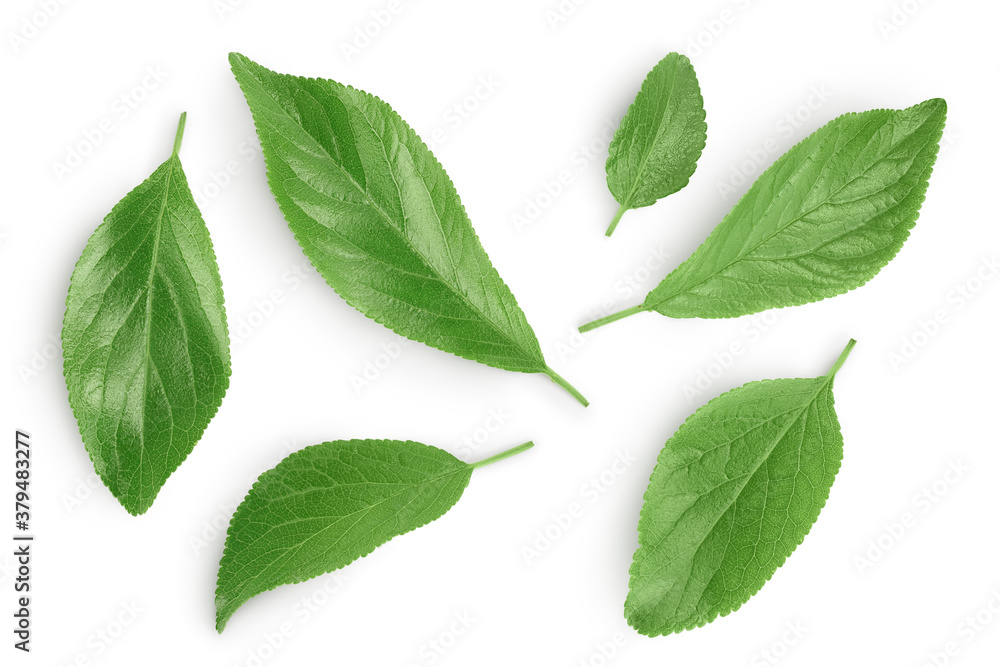 plum leaf isolated on a white background with clipping path and full depth of field. Top view. Flat lay plum leaf isolated on a white background with clipping path and full depth of field. Top view. Flat lay