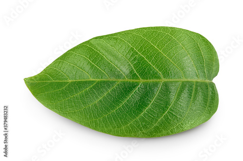 walnut leaf isolated on a white background with clipping path and full depth of field. Top view. Flat lay