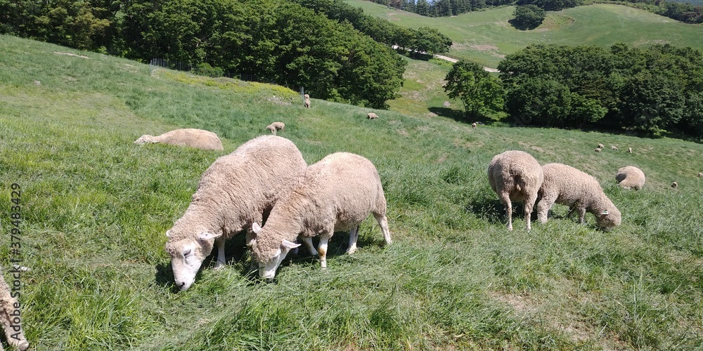 Obraz premium 양떼목장