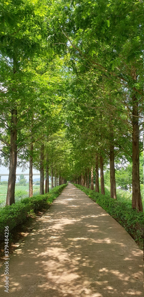 Fototapeta premium Metasequoia Road