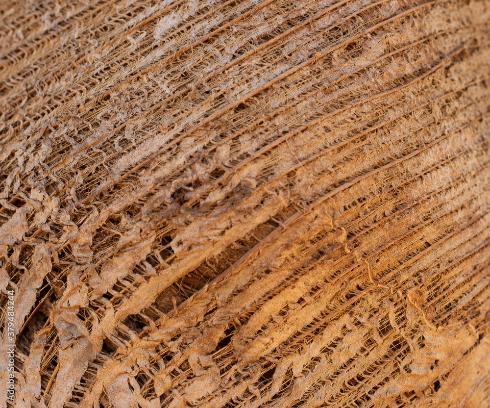Fototapeta premium Natural wood texture