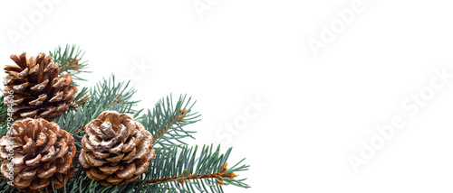 Christmas banner  in the left corner there is a tree and cones. Christmas composition with fir tree branches on white.