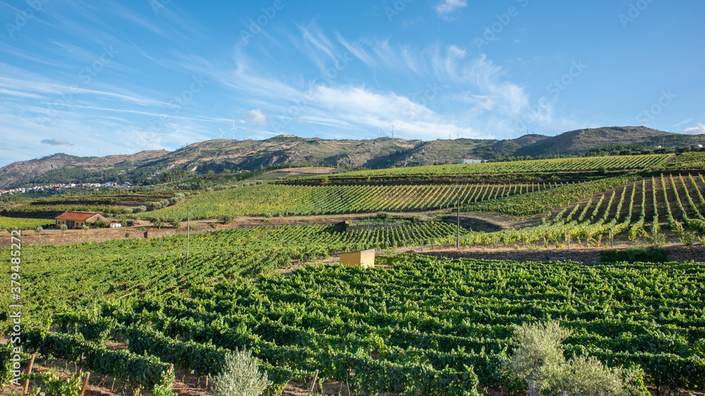 Grape plantation, vineyard for harvest