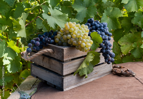 Fotografie Bunches of white and red grapes in the vineyard