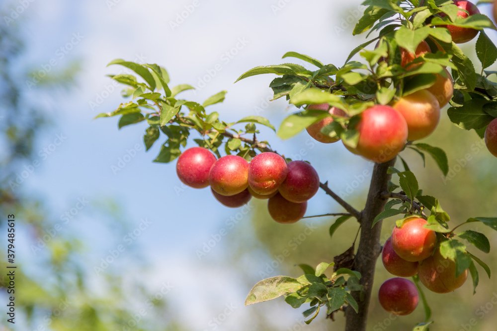 Red Prunus cerasifera is species of plum known by common names cherry plum and myrobalan plum. Plum ripe. Ripe juicy fruits on plum tree in summer garden. Selective focus