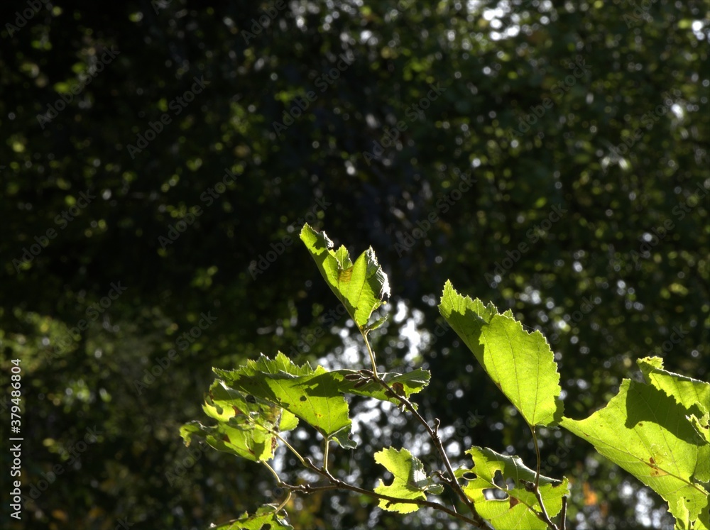 bright leaves in the shadow bright leaves in the shadow