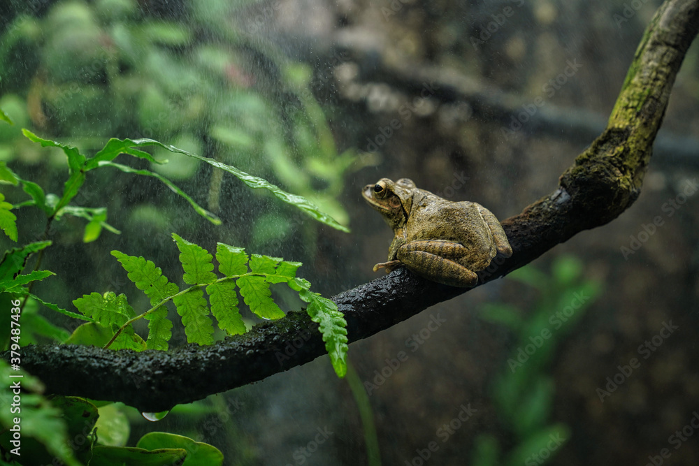 a frog sits on a branch in the rain                               