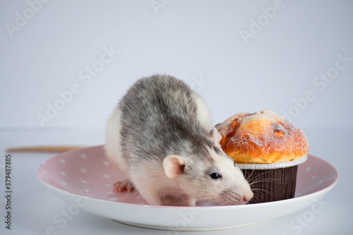 Black and white rat eating sweet cake. Not on a diet.