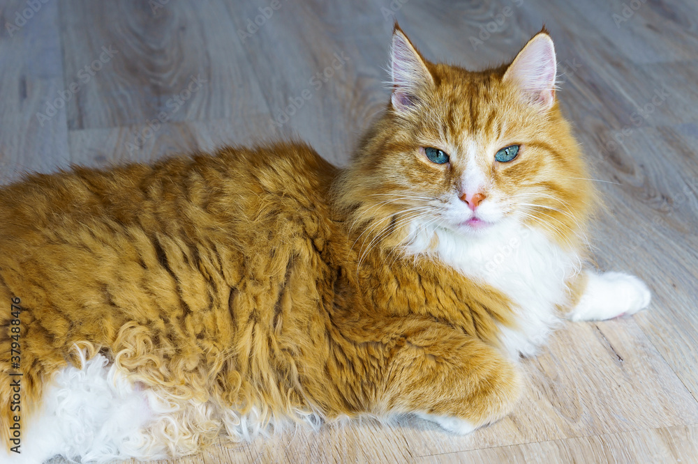 Fototapeta premium Red Cat. Beautiful domestic red cat. The cat is clean healthy groomed.