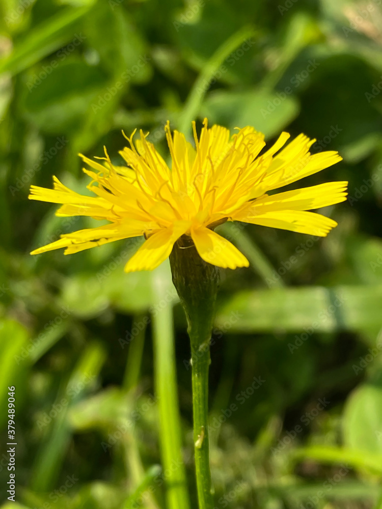 Obraz premium Autumn Hawkbit (Leontodon Autumnalis)