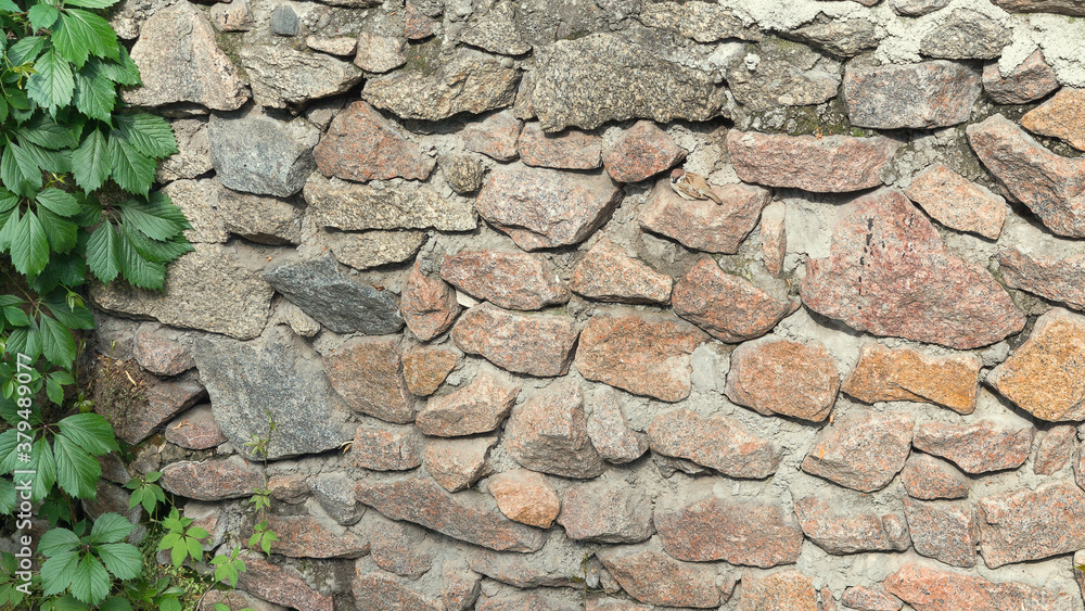 Obraz premium Ivy and the ancient stone wall. Grunge wall background with foliage
