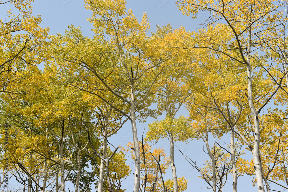 Fototapeta premium autumn leaves against sky