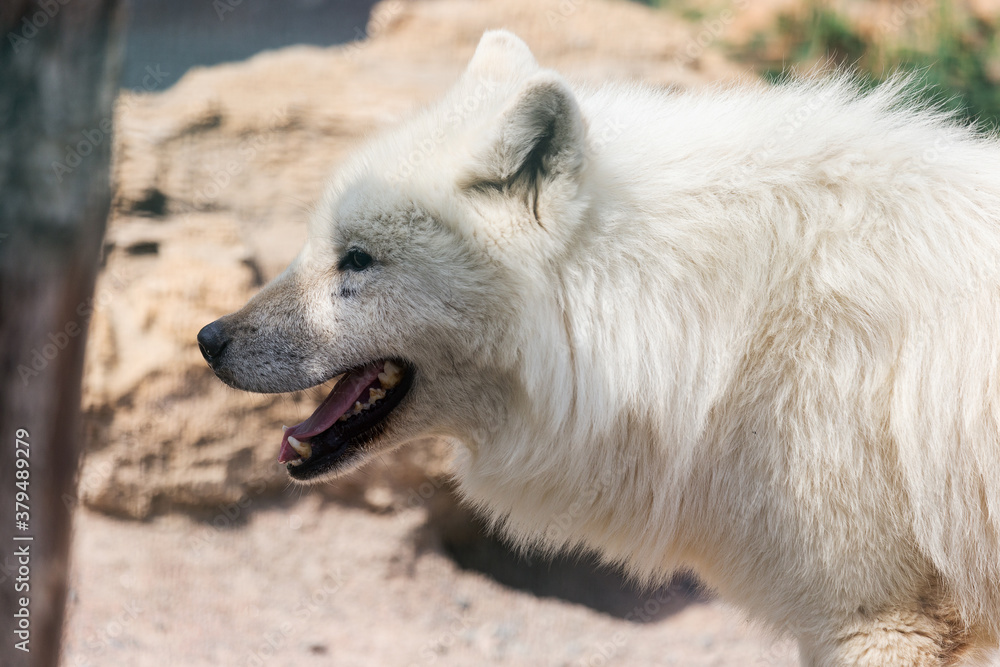 Portrait of a beautiful fluffy white wolf Portrait of a beautiful fluffy white wolf