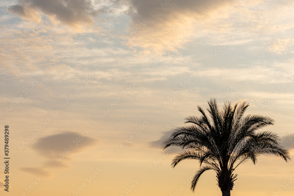 Silhouette of a palm tree in the sunset sky