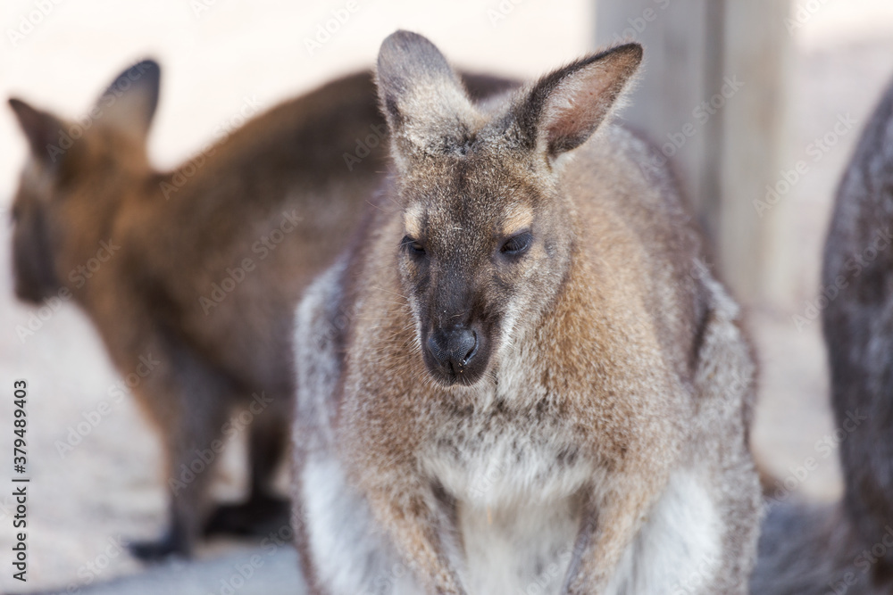 Eautiful kangaroo. Forester (Eastern grey) Kangaroo, Macropus giganteus, Familly, Tasmania, Australia, baby, small, little Eautiful kangaroo. Forester (Eastern grey) Kangaroo, Macropus giganteus, Familly, Tasmania, Australia, baby, small, little