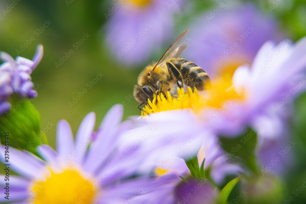 Bee feeding on pink flower during summer day Bee feeding on pink flower during summer day