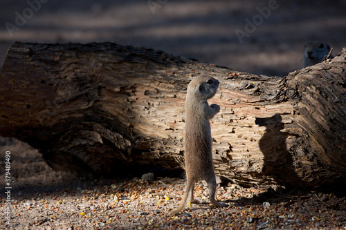 Ground squirrel stands upright in funny  humorous shadow play.  Location is Arizona in American Southwest.